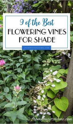 the best flowering vines for shade with text overlay that reads, 9 of the best flowering vines for shade