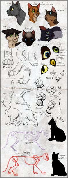 an image of cats with different eyes and body shapes on it's back side