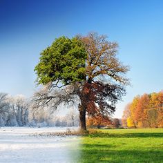 an image of two different trees in the same field