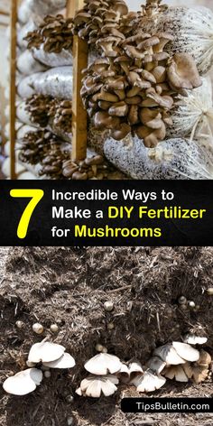 mushrooms growing on the ground with text overlay that reads 7 incredible ways to make a diy fertilizer for mushrooms