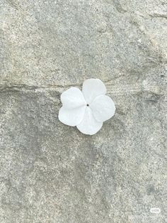 a white flower sitting on top of a rock