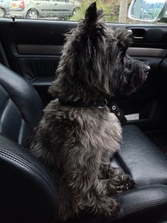 a dog sitting in the back seat of a car