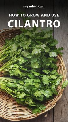 cilantro in a wicker basket with text overlay reading how to grow and use cilantro