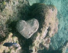 a heart - shaped coral on the bottom of a rock in the ocean with fish swimming around it