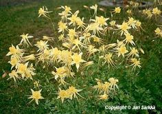 yellow flowers are blooming in the grass