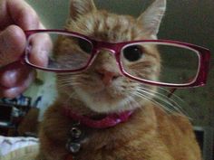 an orange cat wearing glasses while being petted by someone's hand and holding it up