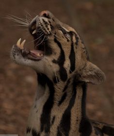 a tiger roaring its teeth with his mouth wide open