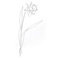 Iris Flower Tattoo, Flower Tattoo Back, Petite Tattoos, Tuesday Afternoon, Lily Tattoo, Daffodil Flower, Mother Daughter Tattoos, Iris Flower, Back Tattoo Women