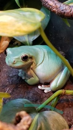 a green frog sitting on top of a rock