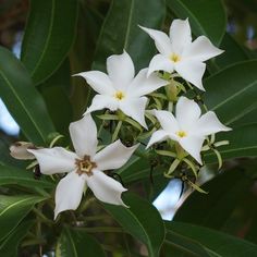 some white flowers are growing on the tree