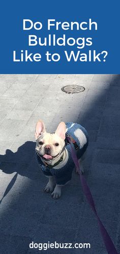 Do-French-Bulldogs-Like-To-Walk? Music Makeup, Nature Style, Popular Dog Breeds, Most Popular Dog Breeds, Food Family, Instagram Music