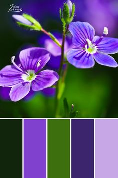 purple and green color scheme with flowers