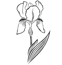 simple Iris Tattoo Black, Iris Drawing Simple, Iris Drawing, Purple Iris Flowers, Iris Bouquet, Iris Tattoo, Flower Logo Design, Royalty Free Clipart, Acrylic Painting Flowers