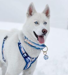 a white dog with blue eyes is standing in the snow wearing a leash and collar