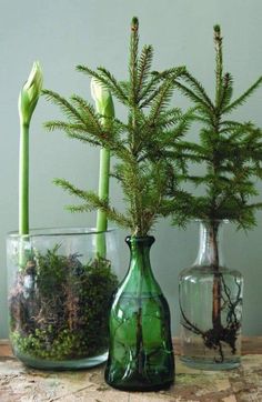 three glass vases with plants in them on a wooden table next to each other