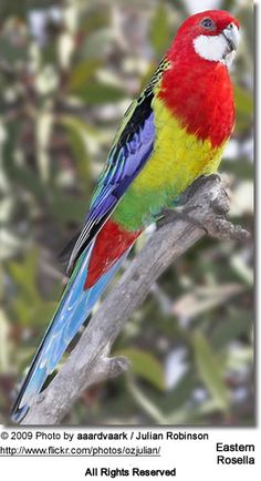 a colorful bird sitting on top of a tree branch