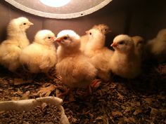 several small chickens are sitting in a cage together and one is looking at the camera