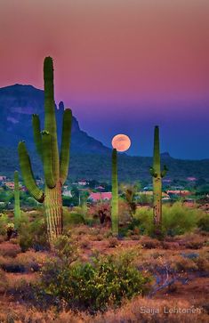 there is a full moon in the sky above some cactus