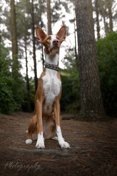 a brown and white dog sitting in the woods