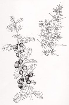 an ink drawing of berries and leaves on a branch with one plant in the foreground