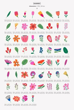 an illustrated poster with different types of flowers