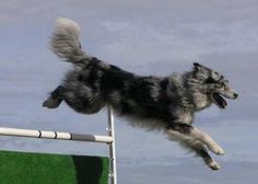 a dog jumping into the air to catch a frisbee