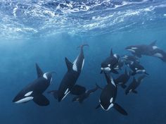 a group of orca whales swimming in the blue water with sunlight shining on them