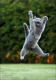 a cat jumping up in the air to catch a frisbee