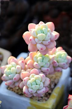 small pink and white flowers in a pot