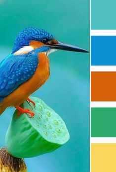 a blue and orange bird sitting on top of a green leaf next to a color swatel