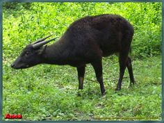 an animal that is standing in the grass