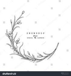 hand drawn snowdrop flowers and leaves on white background with space for your text or image