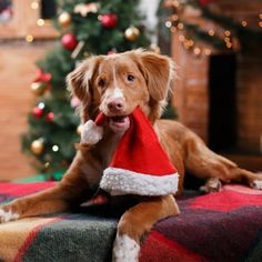 a brown dog wearing a santa hat on top of a blanket