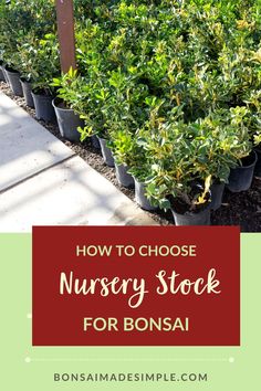 several potted plants with the words how to choose nursery stock for bonsai on top