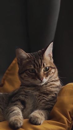 a cat laying on top of a yellow blanket