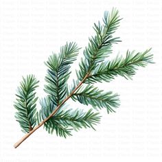 a watercolor painting of a pine branch with green leaves on it's tip