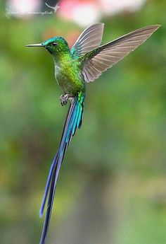 a hummingbird flying in the air with it's wings spread wide and outstretched