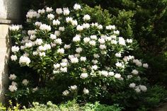 white flowers are blooming in the garden next to a brick wall and shrubbery