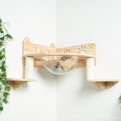 a wooden shelf with two cats on it and a bowl hanging from the top, in front of a white wall