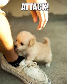 a small puppy sitting on top of a pair of shoes with the caption attack