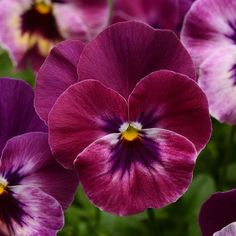 purple and white flowers with green leaves in the background