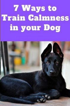 a black dog laying on the ground with text overlay that reads, 7 ways to train calmness in your dog