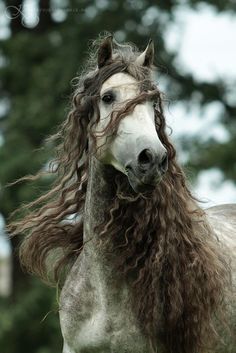 a horse with long hair standing in the grass