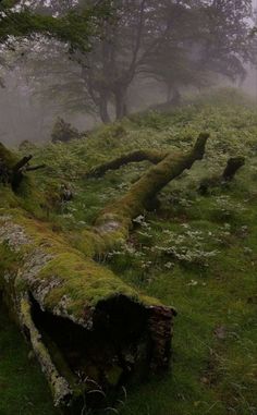 an old log in the middle of a grassy field with trees and fog behind it