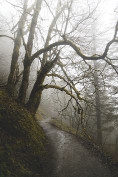 a path in the woods on a foggy day