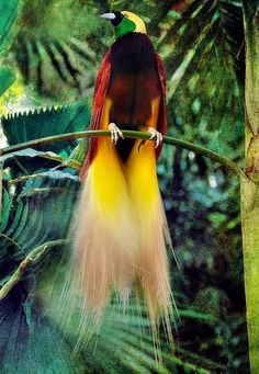 a colorful bird sitting on top of a tree branch