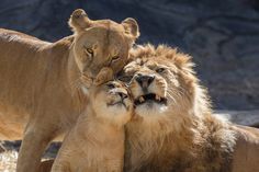 two lions playing with each other in the wild