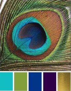 a peacock's feathers with different colors in the background