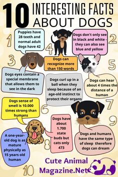 the 10 interesting fact about dogs that you can't see in this info sheet