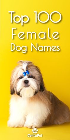 the top 100 female dog names for all ages and breeds, including shih tzug